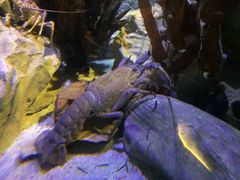 -悉尼海洋生物水族馆