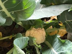 -田趣农庄草莓采摘园