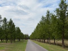 -黄海国家森林公园