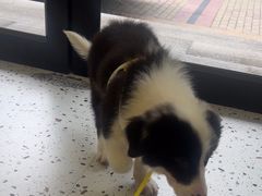 -瑞派康怡24h宠物医院·犬猫医疗中心·微创绝育(瑞景分院)