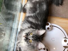 -猫和宫(六道口店)