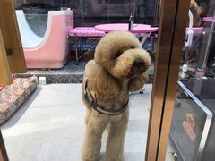 -FAELING PETS美天灵宠物(富力广场店)