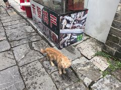 -羊楼洞