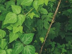 -长白山万达国际度假区