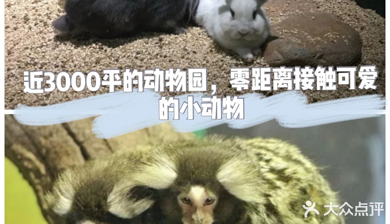 近3000平的动物园，零距离接触可爱的小动物！