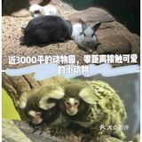近3000平的动物园，零距离接触可爱的小动物！