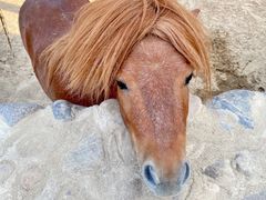 -静之湖湖畔餐厅
