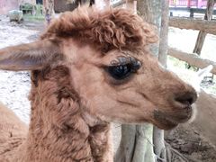 -清迈夜间动物园