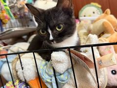 -楼上猫咖(罗湖店)