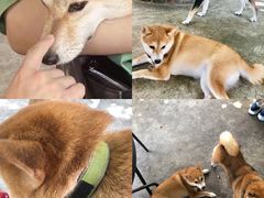 -柴犬高等学院·狗咖·柴犬售卖·宠物训练
