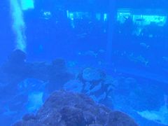 -成都浩海立方海洋公园