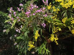 -深圳仙湖植物园