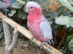 -南宫五洲植物乐园