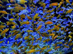 -成都浩海立方海洋公园