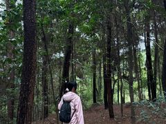 -铁山坪森林公园