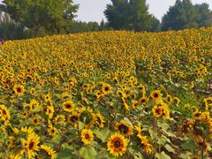 -长白岛森林公园