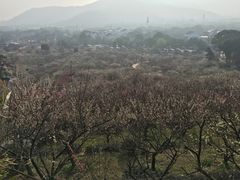 -香雪海