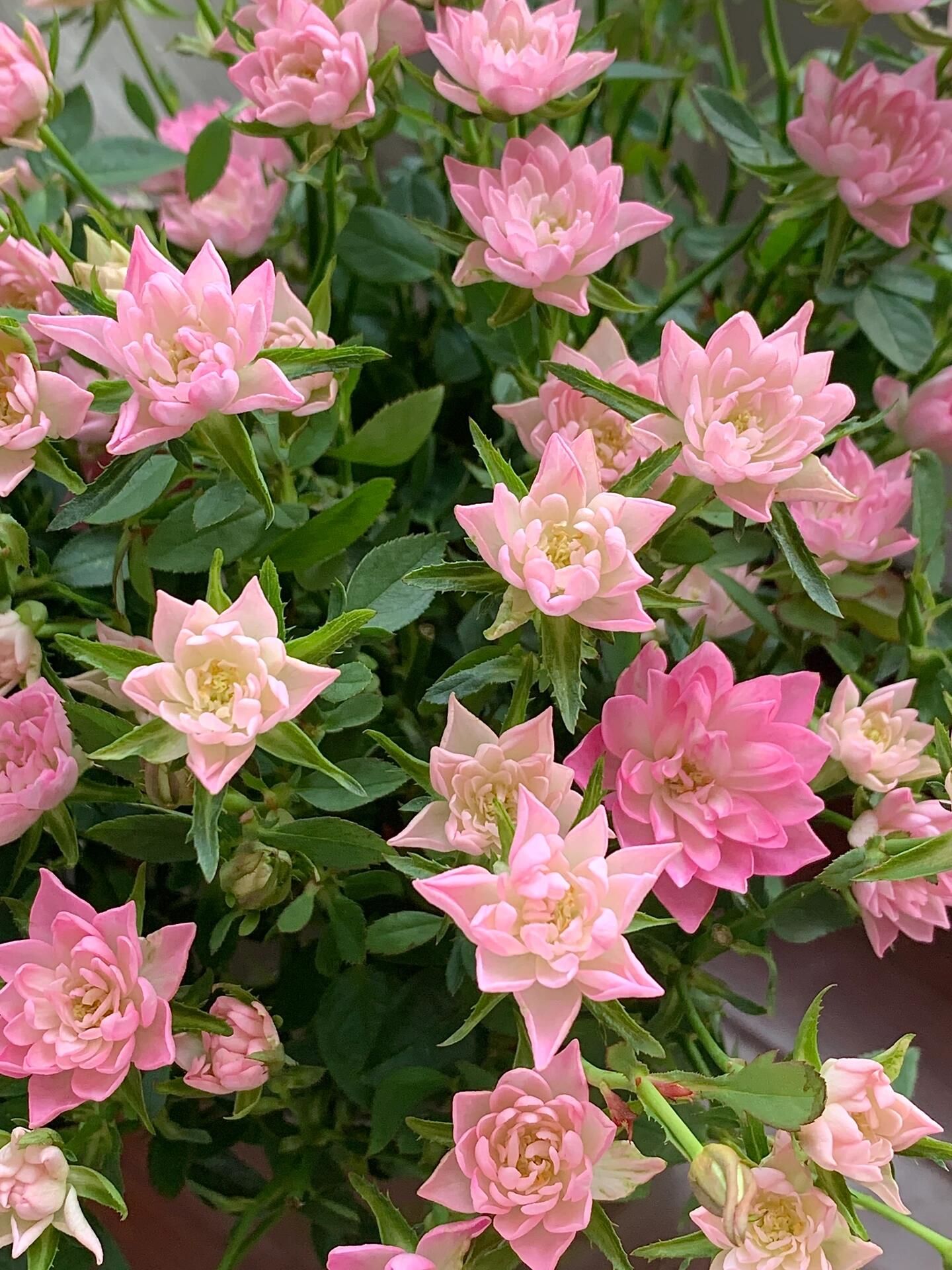 花期很长的迷你小莲花