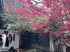 -古今茶语·峨眉山有机茶体验馆