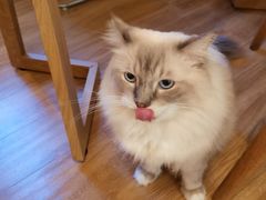 -滚猫咖啡·猫咖·猫友好撸猫(未来城店)