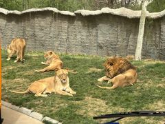 -北京野生动物园