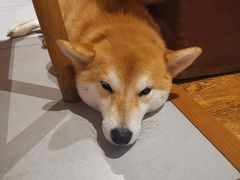 -柴务处·柴犬主题狗咖