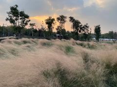 -上海滨江森林公园