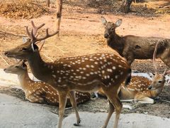 -清迈夜间动物园