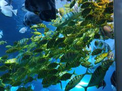 -太平洋海底世界