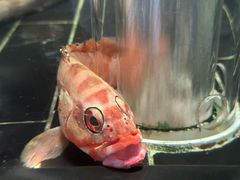 -新荣记(新源南路店)