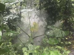 -呀诺达热带雨林