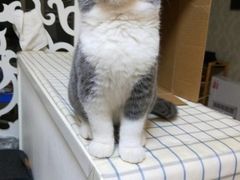 -喵zoo家庭繁育猫舍(尖东智能花园店)
