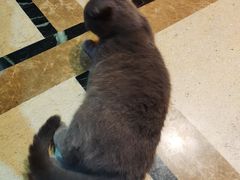 -猫色咖啡·猫咖