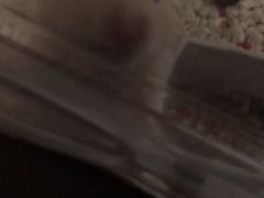 -momokira米努特·德文卷毛猫·棉花面纱犬