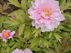 -洛阳市隋唐城遗址植物园