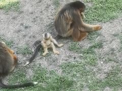 -西霞口神雕山野生动物世界