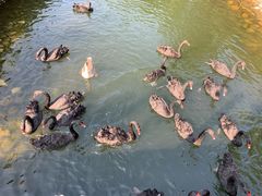 -长白岛森林公园