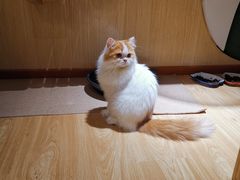 -猫和宫(六道口店)