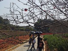 -松山湖梦幻百花洲