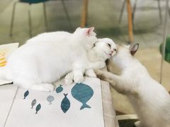 -吉丁鸟咖·异宠·寄养