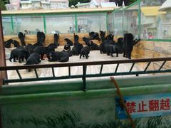 -东方熊牧场