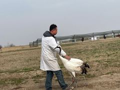 -盐城丹顶鹤湿地生态旅游区