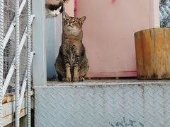 -喵屿·大理花园猫咖