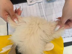 -瑞派申生动物医院·24H夜诊·国际动物医疗中心·骨外科(吴中路店)