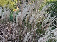 -昆山城市生态森林公园