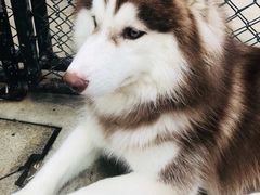 -TrueLove @ Neverland (Husky Cafe)