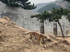 -西霞口神雕山野生动物世界