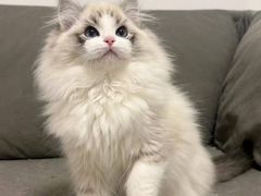 -猫十亿·布偶金渐层·曼基康矮脚猫舍(青年路店)