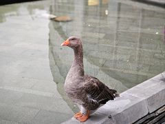 -河北霸州茗汤日月潭温泉