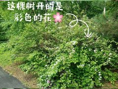 -黑龙江省森林植物园